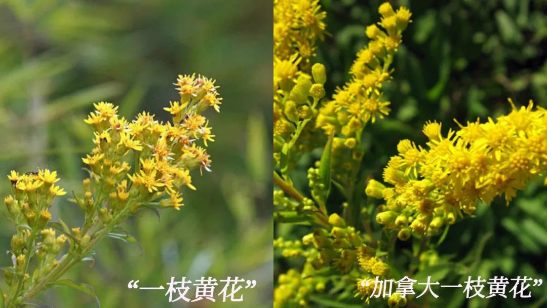 那怎么分辨"加拿大一枝黄花" 与本土"一枝黄花"呢?