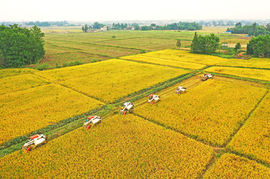 四川:种粮技术普及到每一亩土地