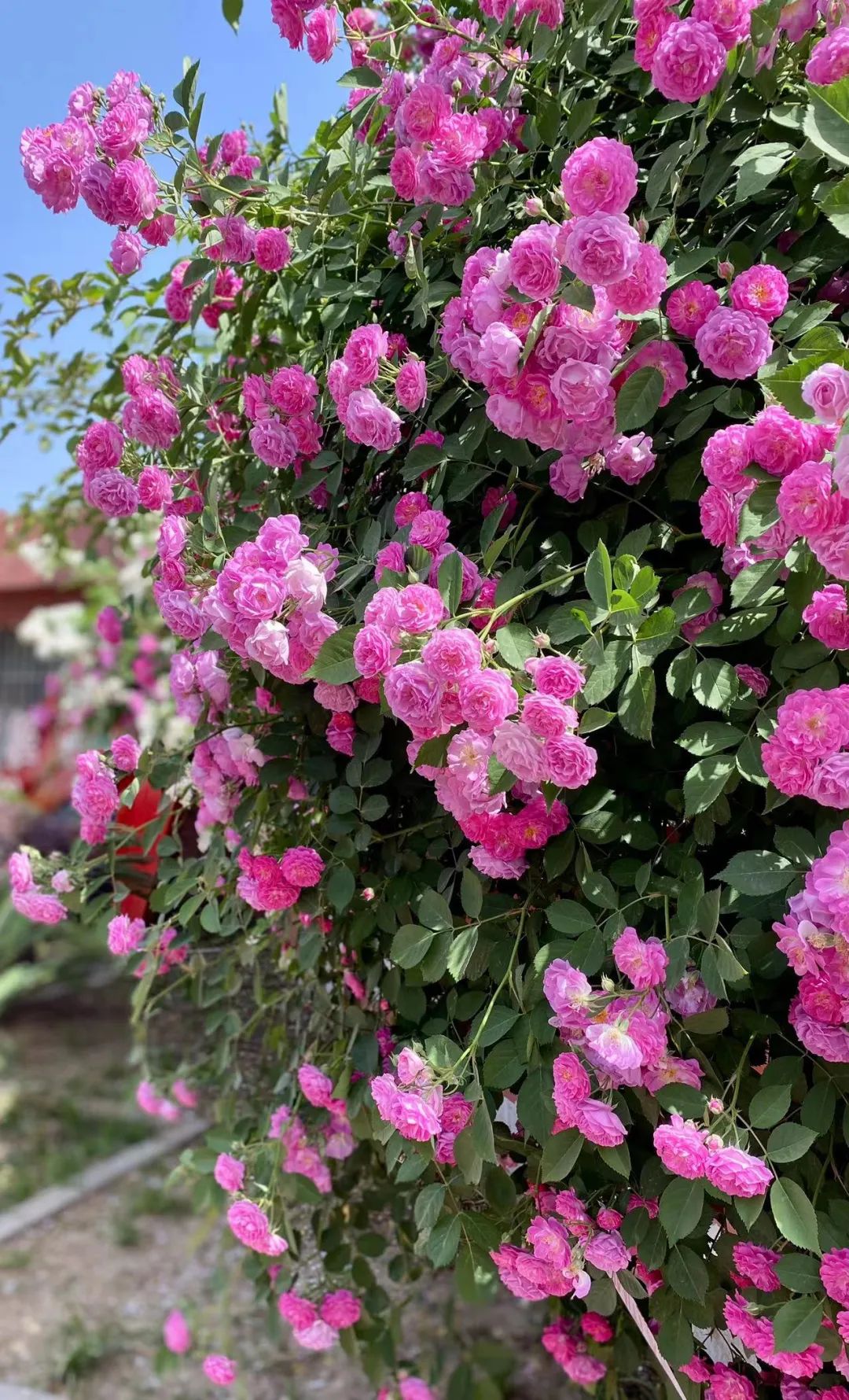 啊被郑州的蔷薇花圈粉了